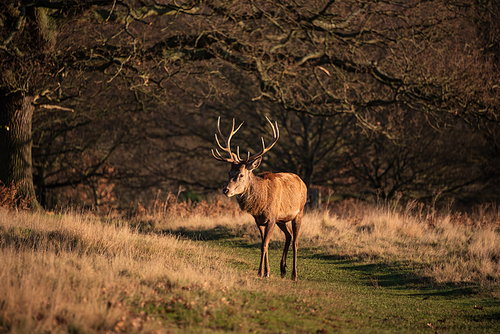 Beautiful portrait of solo red deer stag Cervus Elaphus in golden dawn sunlight in Winter in woodland landscape