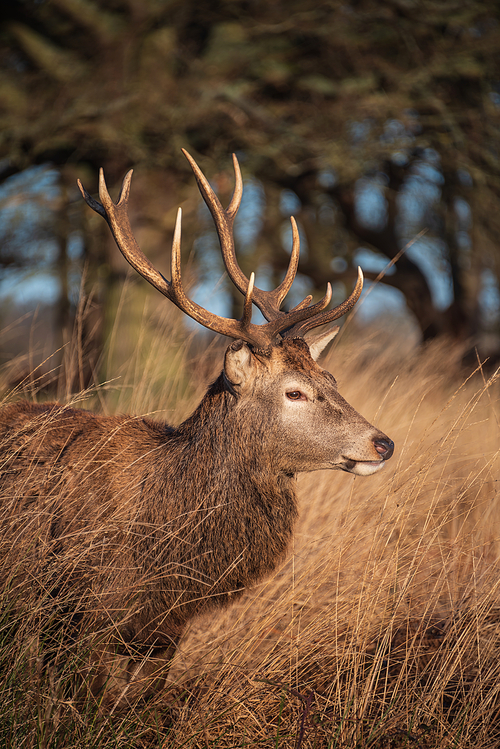 Beautiful portrait of solo red deer stag Cervus Elaphus in golden dawn sunlight in Winter in woodland landscape