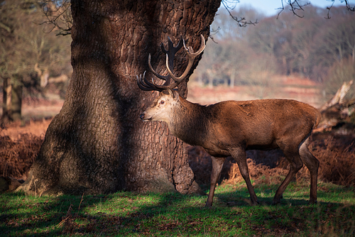 Epic image of herd of red deer stags Cervus Elaphus in glowing golden dawn sunlight in forest landscape scene with stunning light