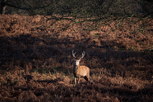 Beautiful portrait of solo red deer stag Cervus Elaphus in golden dawn sunlight in Winter in woodland landscape