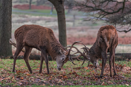 Beautiful image of red deer stags Cervus Elaphus clashing antlers during rut season in golden woodland landscape