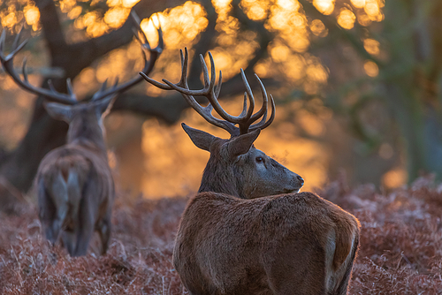 Epic image of herd of red deer stags Cervus Elaphus in glowing golden dawn sunlight in forest landscape scene with stunning light