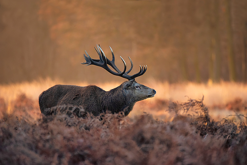 Beautiful portrait of solo red deer stag Cervus Elaphus in golden dawn sunlight in Winter in woodland landscape