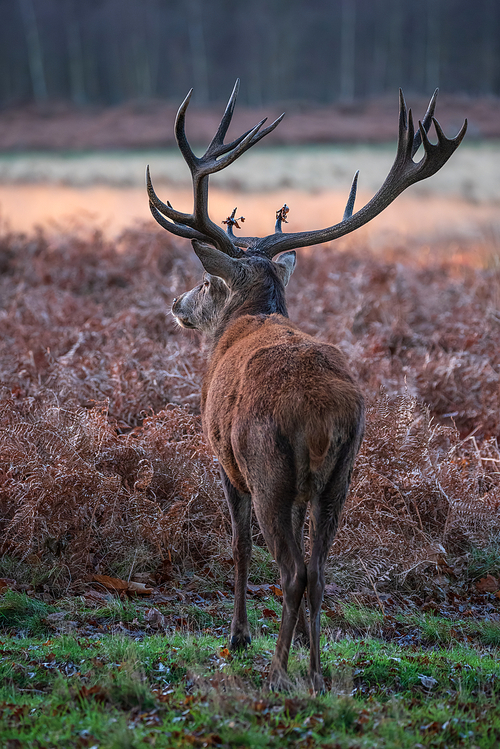 Beautiful portrait of solo red deer stag Cervus Elaphus in golden dawn sunlight in Winter in woodland landscape