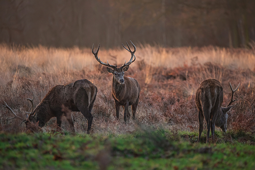 Epic image of herd of red deer stags Cervus Elaphus in glowing golden dawn sunlight in forest landscape scene with stunning light