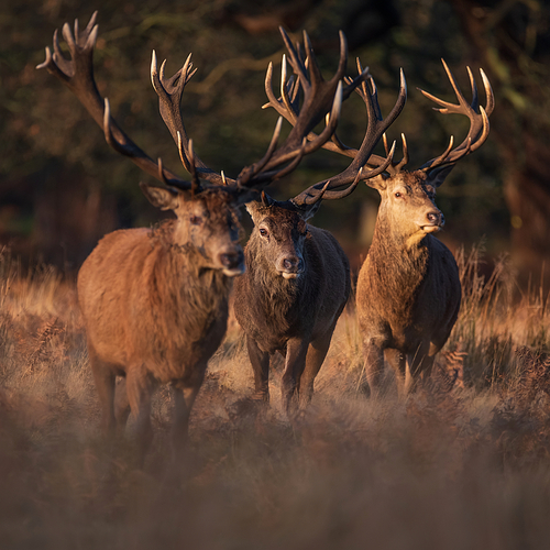 Epic image of herd of red deer stags Cervus Elaphus in glowing golden dawn sunlight in forest landscape scene with stunning light