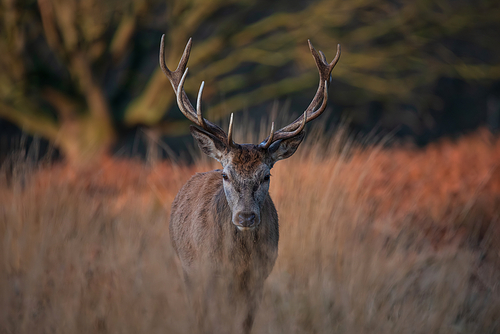 Beautiful portrait of solo red deer stag Cervus Elaphus in golden dawn sunlight in Winter in woodland landscape