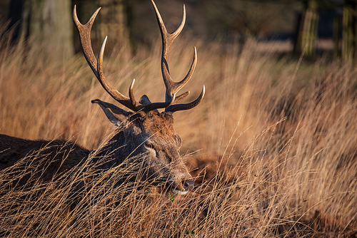 Beautiful portrait of solo red deer stag Cervus Elaphus in golden dawn sunlight in Winter in woodland landscape