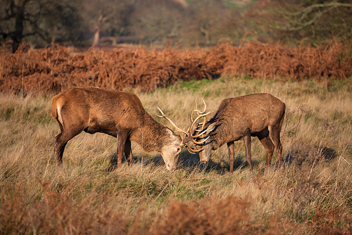 Beautiful image of red deer stags Cervus Elaphus clashing antlers during rut season in golden woodland landscape