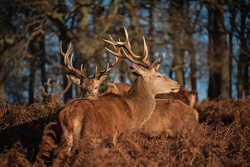 Epic image of herd of red deer stags Cervus Elaphus in glowing golden dawn sunlight in forest landscape scene with stunning light