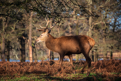 Beautiful portrait of solo red deer stag Cervus Elaphus in golden dawn sunlight in Winter in woodland landscape