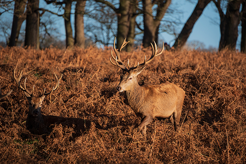 Epic image of herd of red deer stags Cervus Elaphus in glowing golden dawn sunlight in forest landscape scene with stunning light