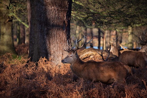 Epic image of herd of red deer stags Cervus Elaphus in glowing golden dawn sunlight in forest landscape scene with stunning light