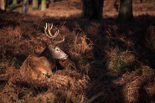 Beautiful portrait of solo red deer stag Cervus Elaphus in golden dawn sunlight in Winter in woodland landscape