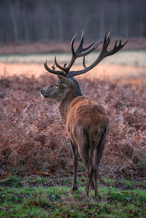 Beautiful portrait of solo red deer stag Cervus Elaphus in golden dawn sunlight in Winter in woodland landscape