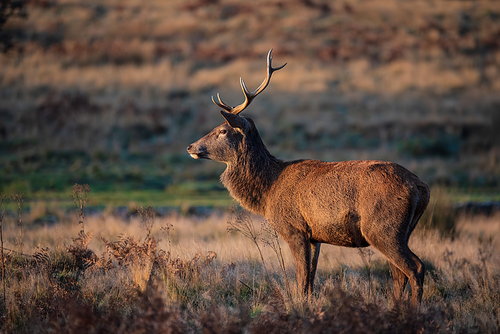 Beautiful portrait of solo red deer stag Cervus Elaphus in golden dawn sunlight in Winter in woodland landscape