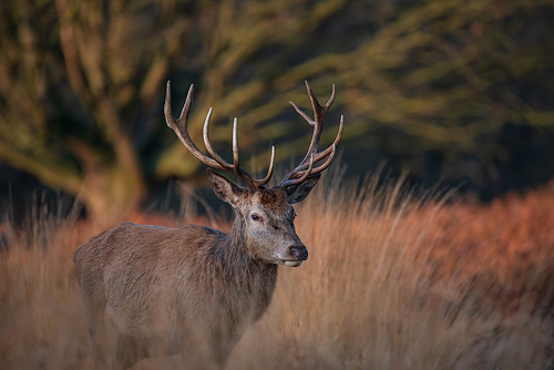 Beautiful portrait of solo red deer stag Cervus Elaphus in golden dawn sunlight in Winter in woodland landscape