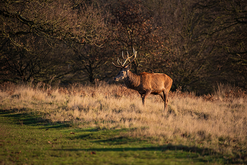 Beautiful portrait of solo red deer stag Cervus Elaphus in golden dawn sunlight in Winter in woodland landscape