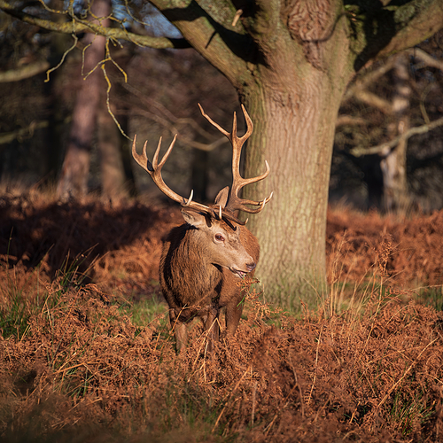 Beautiful portrait of solo red deer stag Cervus Elaphus in golden dawn sunlight in Winter in woodland landscape