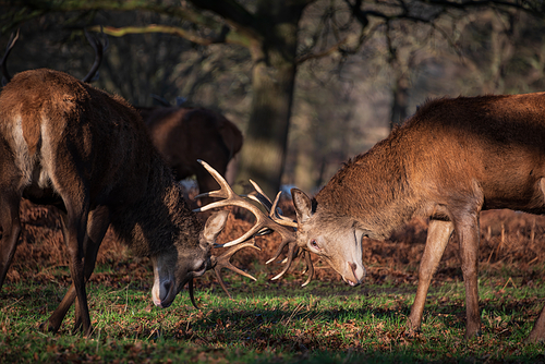 Beautiful image of red deer stags Cervus Elaphus clashing antlers during rut season in golden woodland landscape