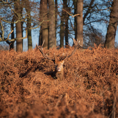 Beautiful portrait of solo red deer stag Cervus Elaphus in golden dawn sunlight in Winter in woodland landscape