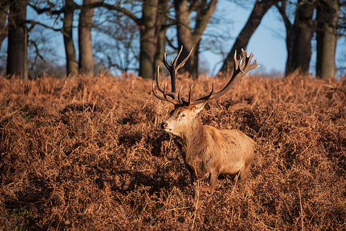 Beautiful portrait of solo red deer stag Cervus Elaphus in golden dawn sunlight in Winter in woodland landscape