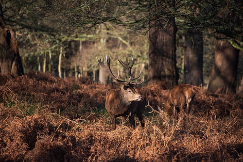 Epic image of herd of red deer stags Cervus Elaphus in glowing golden dawn sunlight in forest landscape scene with stunning light