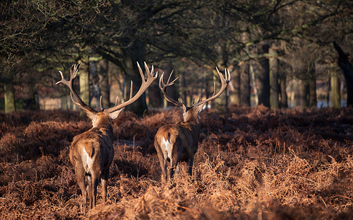 Epic image of herd of red deer stags Cervus Elaphus in glowing golden dawn sunlight in forest landscape scene with stunning light