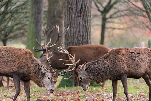 Beautiful image of red deer stags Cervus Elaphus clashing antlers during rut season in golden woodland landscape