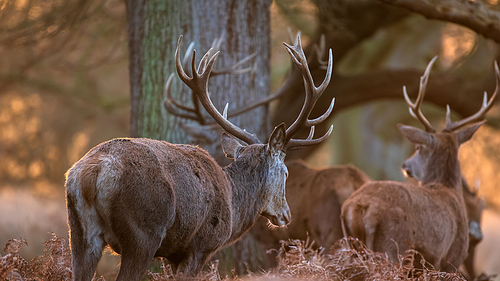 Epic image of herd of red deer stags Cervus Elaphus in glowing golden dawn sunlight in forest landscape scene with stunning light