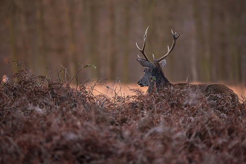 Beautiful portrait of solo red deer stag Cervus Elaphus in golden dawn sunlight in Winter in woodland landscape