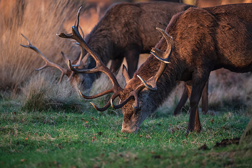 Epic image of herd of red deer stags Cervus Elaphus in glowing golden dawn sunlight in forest landscape scene with stunning light