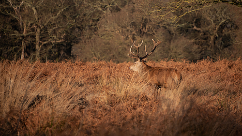 Beautiful portrait of solo red deer stag Cervus Elaphus in golden dawn sunlight in Winter in woodland landscape