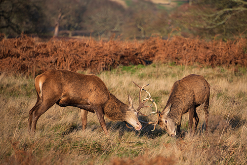 Beautiful image of red deer stags Cervus Elaphus clashing antlers during rut season in golden woodland landscape