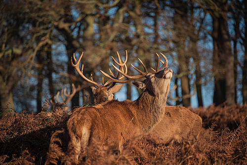 Epic image of herd of red deer stags Cervus Elaphus in glowing golden dawn sunlight in forest landscape scene with stunning light