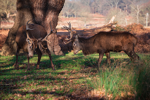 Beautiful image of red deer stags Cervus Elaphus clashing antlers during rut season in golden woodland landscape