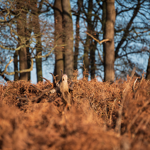 Beautiful portrait of solo red deer stag Cervus Elaphus in golden dawn sunlight in Winter in woodland landscape