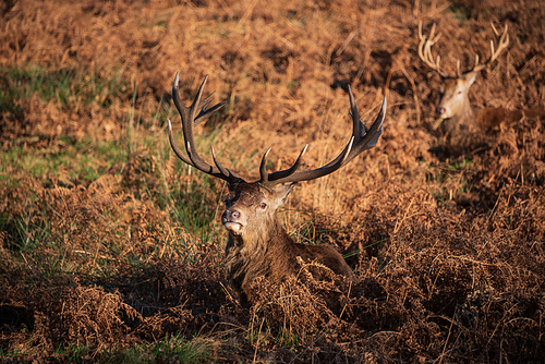 Beautiful portrait of solo red deer stag Cervus Elaphus in golden dawn sunlight in Winter in woodland landscape