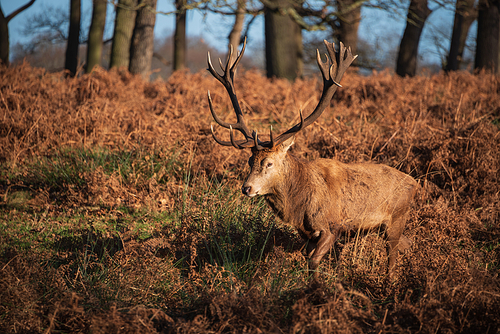 Beautiful portrait of solo red deer stag Cervus Elaphus in golden dawn sunlight in Winter in woodland landscape