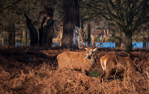 Epic image of herd of red deer stags Cervus Elaphus in glowing golden dawn sunlight in forest landscape scene with stunning light