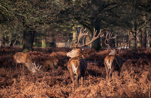 Epic image of herd of red deer stags Cervus Elaphus in glowing golden dawn sunlight in forest landscape scene with stunning light