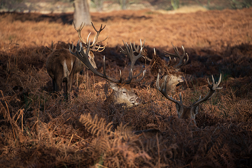 Epic image of herd of red deer stags Cervus Elaphus in glowing golden dawn sunlight in forest landscape scene with stunning light