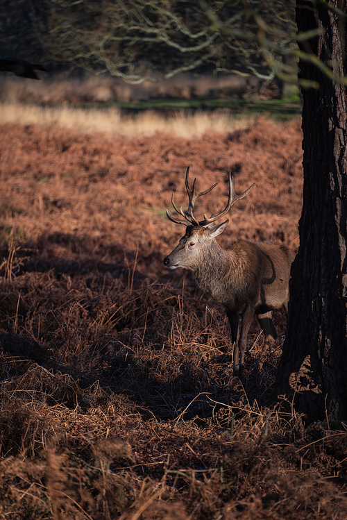 Beautiful portrait of solo red deer stag Cervus Elaphus in golden dawn sunlight in Winter in woodland landscape