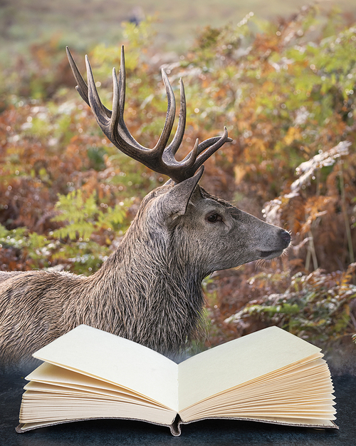 Digital composite image of Beautiful image of red deer stag in colorful Autumn Fall landscape forest coming out of pages in reading book