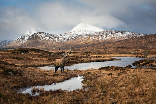 Composite image of red deer stag in Stunning Winter panorama landscape image of mountain range viewed from Loch Ba in Scottish Highlands with dramatic clouds overhead