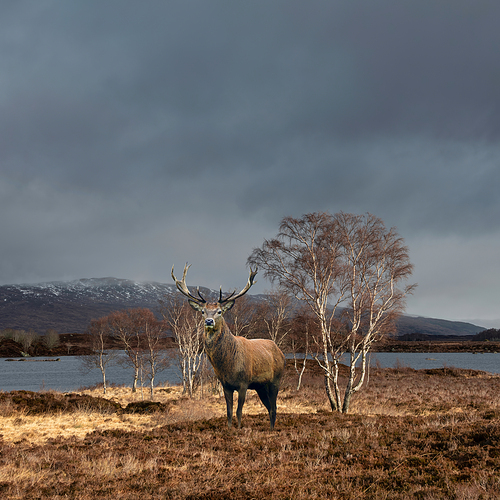 Composite image of red deer stag in sunlight on Rannoch Moor in Scottish Highlands in Winter