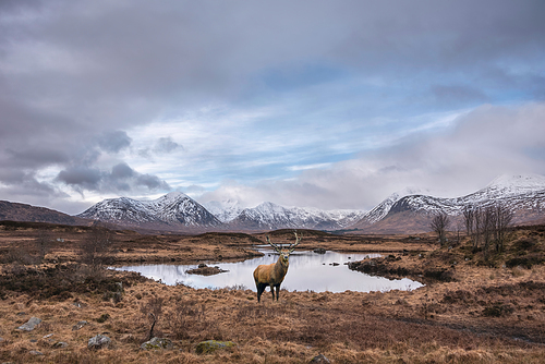 Composite image of red deer stag in Stunning Winter landscape image of mountain range viewed from Loch Ba in Scottish Highlands with dramatic clouds overhead