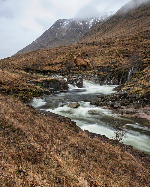 Composite image of red deer stag in Beautiful Winter landscape image of River Etive and Skyfall Etive Waterfalls in Scottish Highlands