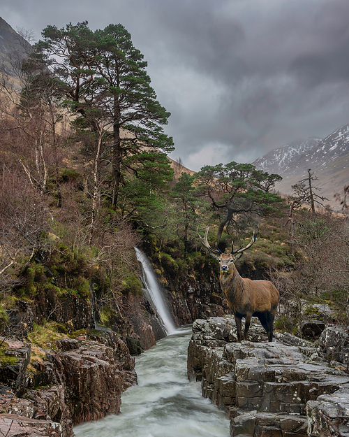 Composite image of red deer stag in Beautiful Winter landscape image of River Etive and Skyfall Etive Waterfalls in Scottish Highlands