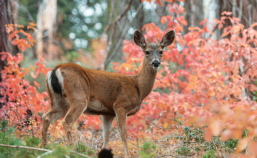 Adorable deer in autumn forest